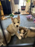 Valko , a male Siberian Husky for sale in Belding, MI – Photo 3 of 7