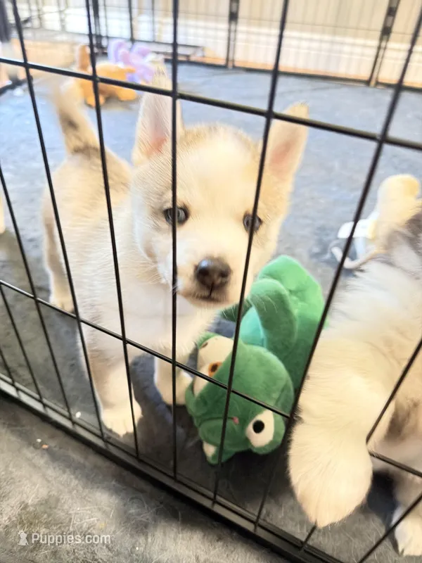 Sass – Siberian Husky puppy for sale in Belding, MI