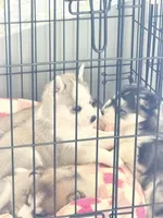 Sass, a male Siberian Husky for sale in Belding, MI – Photo 2 of 5