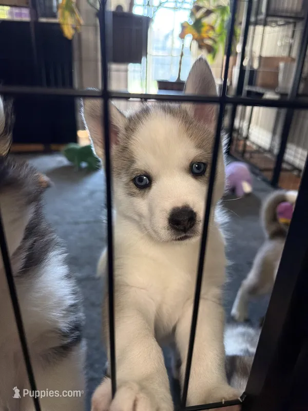 Valko , a male Siberian Husky for sale in Belding, MI – Photo 1 of 7