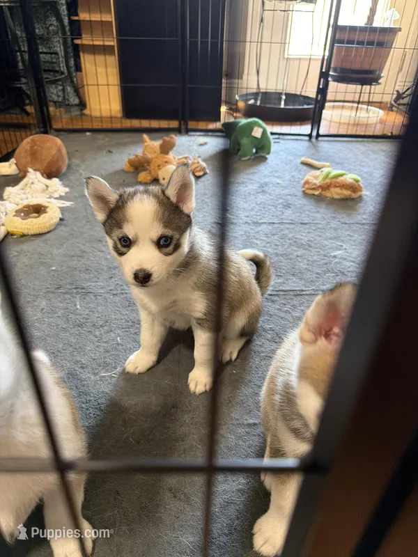 Veda  – Siberian Husky puppy for sale in Belding, MI