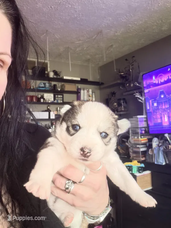 Bashful – Siberian Husky puppy for sale in Belding, MI