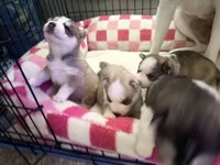 Bashful, a female Siberian Husky for sale in Belding, MI – Photo 3 of 6