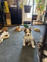 Veda , a female Siberian Husky for sale in Belding, MI – Photo 2 of 7