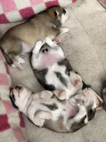 Bashful, a female Siberian Husky for sale in Belding, MI – Photo 6 of 6