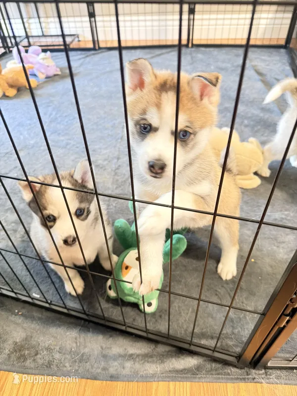 Bashful, a female Siberian Husky for sale in Belding, MI – Photo 1 of 6
