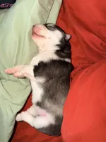 Slate, a female Siberian Husky for sale in Belding, MI – Photo 5 of 7