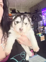 Slate, a female Siberian Husky for sale in Belding, MI – Photo 2 of 7