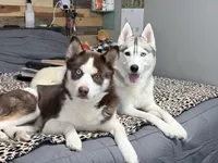 Slate, a female Siberian Husky for sale in Belding, MI – Photo 3 of 7