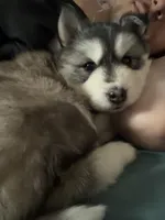 Slate, a female Siberian Husky for sale in Belding, MI – Photo 7 of 7