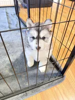 Slate, a female Siberian Husky for sale in Belding, MI – Photo 1 of 7