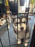 Kova, a female Siberian Husky for sale in Belding, MI – Photo 1 of 8