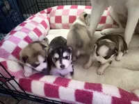 Slate, a female Siberian Husky for sale in Belding, MI – Photo 4 of 7