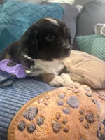 Piggy, a female Miniature Australian Shepherd for sale in Indianapolis, IN – 3 of 3