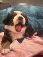 Burg, a female Miniature Australian Shepherd for sale in Indianapolis, IN – 4 of 4
