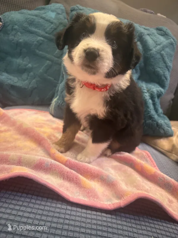 Burg – Miniature Australian Shepherd puppy for sale in Indianapolis, IN