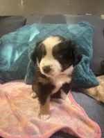 Burg, a female Miniature Australian Shepherd for sale in Indianapolis, IN – 3 of 4