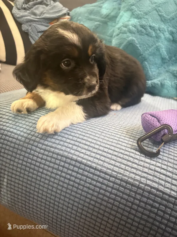 Piggy – Miniature Australian Shepherd puppy for sale in Indianapolis, IN