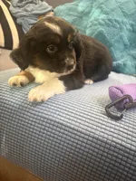 Piggy, a female Miniature Australian Shepherd for sale in Indianapolis, IN – 1 of 3