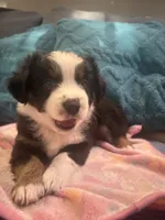 Burg, a female Miniature Australian Shepherd for sale in Indianapolis, IN – 2 of 4