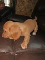 Puppy 5, a female Miniature Dachshund for sale in Dunnellon, FL – Photo 5 of 5