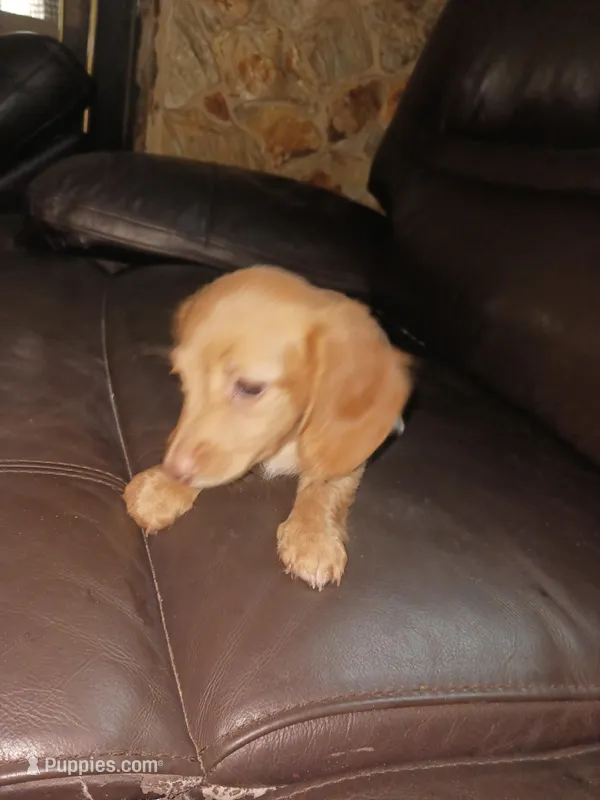 Puppy 5 – Miniature Dachshund puppy for sale in Dunnellon, FL