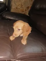 Puppy 5, a female Miniature Dachshund for sale in Dunnellon, FL – Photo 1 of 5