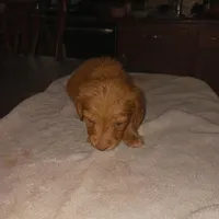 Puppy 5, a female Miniature Dachshund for sale in Dunnellon, FL – Photo 4 of 5