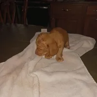 Puppy 5, a female Miniature Dachshund for sale in Dunnellon, FL – Photo 2 of 5