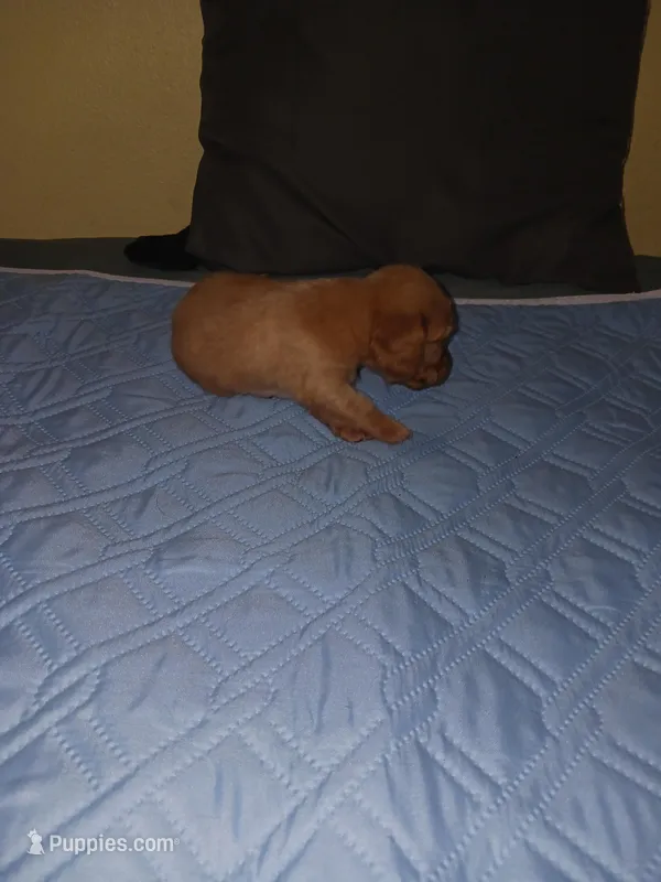 Puppy 1, a male Miniature Dachshund for sale in Dunnellon, FL – Photo 1 of 1