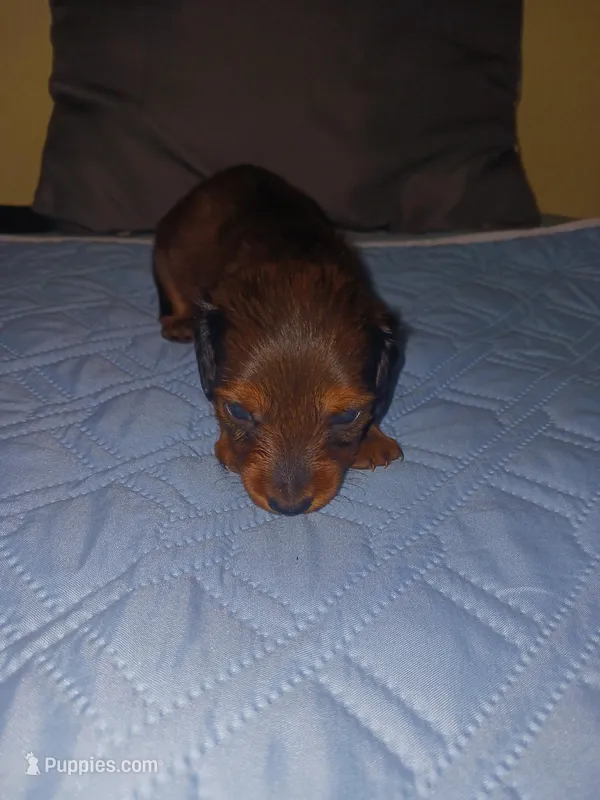 Puppy 4, a male Miniature Dachshund for sale in Dunnellon, FL – Photo 1 of 1