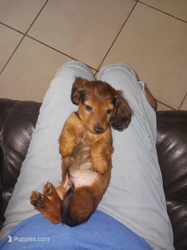 Puppy 4 – Miniature Dachshund puppy for sale in Dunnellon, FL