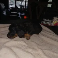 Puppy 6, a female Miniature Dachshund for sale in Dunnellon, FL – Photo 2 of 5