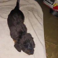 Puppy 6, a female Miniature Dachshund for sale in Dunnellon, FL – Photo 3 of 5