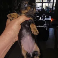 Puppy 6, a female Miniature Dachshund for sale in Dunnellon, FL – Photo 5 of 5