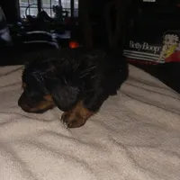 Puppy 6, a female Miniature Dachshund for sale in Dunnellon, FL – Photo 4 of 5