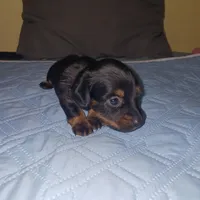 Puppy 6, a female Miniature Dachshund for sale in Dunnellon, FL – Photo 1 of 5