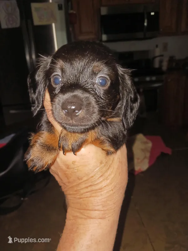 Puppy 2 – Miniature Dachshund puppy for sale in Dunnellon, FL