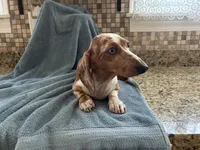 Hannah, a female Miniature Dachshund for sale in Michigan, MI – 5 of 6
