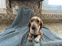 Hannah, a female Miniature Dachshund for sale in Michigan, MI – 2 of 6