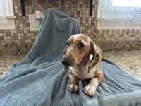 Hannah, a female Miniature Dachshund for sale in Michigan, MI – 3 of 6