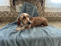 Hannah, a female Miniature Dachshund for sale in Michigan, MI – 4 of 6