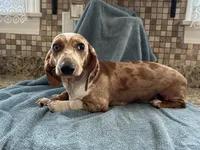 Hannah, a female Miniature Dachshund for sale in Michigan, MI – 1 of 6
