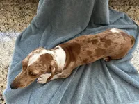 Hannah, a female Miniature Dachshund for sale in Michigan, MI – 6 of 6