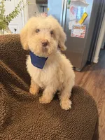 Casper, a male Goldendoodle for sale in Nashville, TN – 4 of 4
