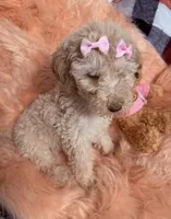 Cindy, a female Goldendoodle for sale in Nashville, TN – 2 of 2