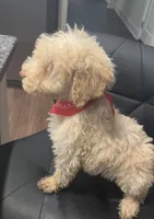 Tater, a male Goldendoodle for sale in Nashville, TN – 2 of 2