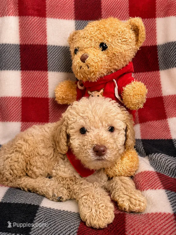Tater – Goldendoodle puppy for sale in Nashville, TN
