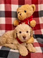 Tater, a male Goldendoodle for sale in Nashville, TN – 1 of 1