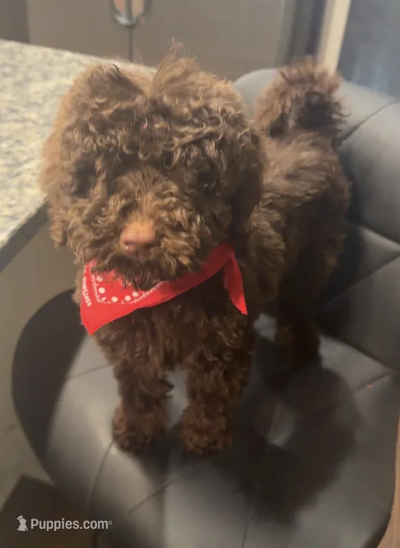 Chip – Goldendoodle puppy for sale in Nashville, TN